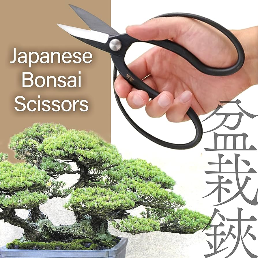 Amazon.com: YAMASAN KYOTO UJI Japanese Suiryu Bonsai